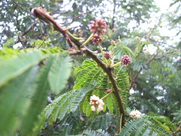 Acacia â Shikakai