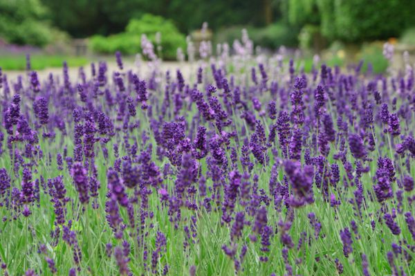 Lavender