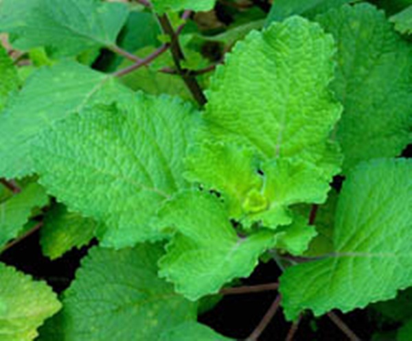 Mint as a skin lightener