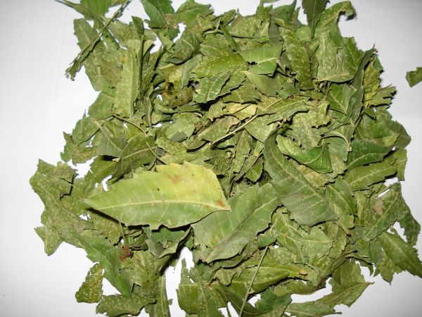 Neem