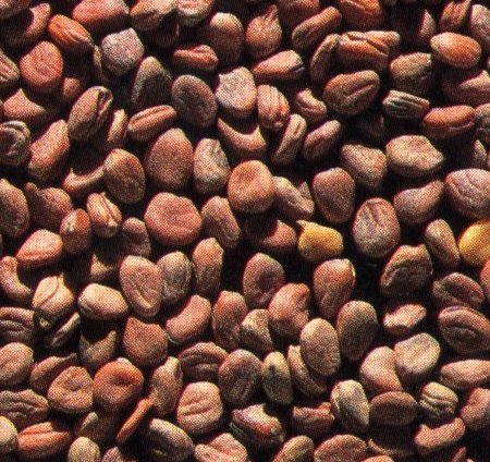 Radish seeds